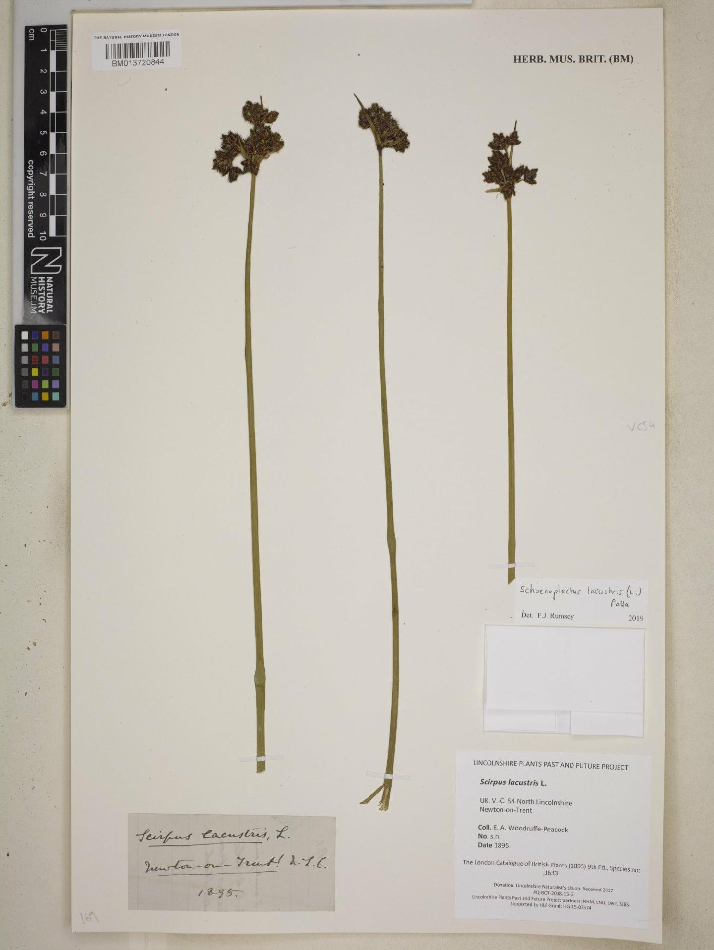 To NHMUK collection (Schoenoplectus lacustris (L.) Palla; NHMUK:ecatalogue:9085121)