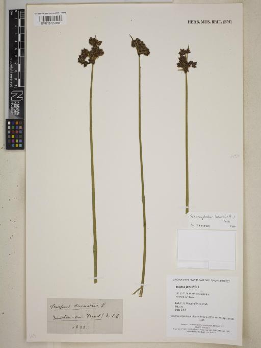 Schoenoplectus lacustris (L.) Palla - BM013720844