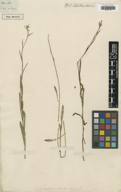 Lobelia alata Labill. - BM001217126