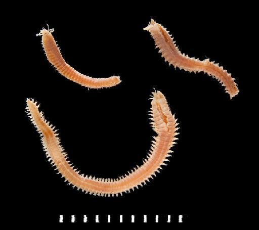 Nereis bifida Hutchings and Turvey, 1982 - Polychaete type specimen; Nereidae; 1982.25-27 view 1