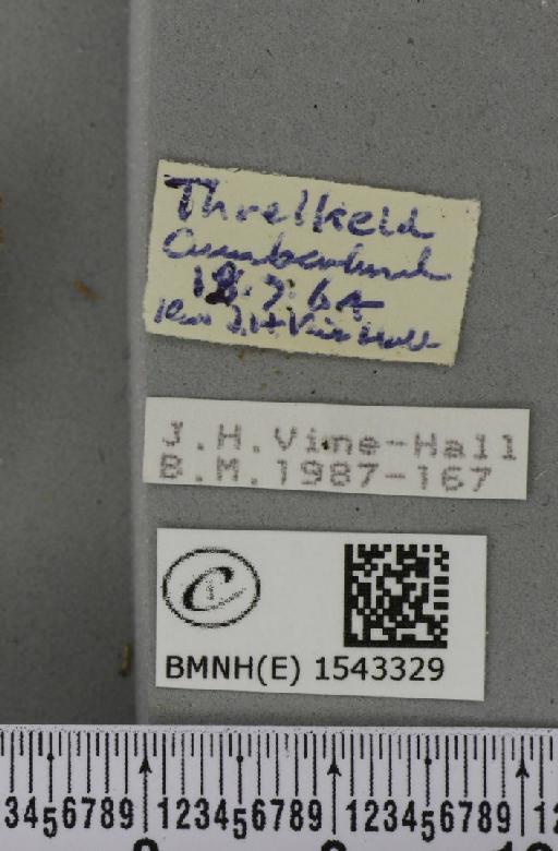 Thyatira batis (Linnaeus, 1758) - BMNHE_1543329_label_234978