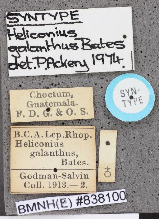 Heliconius galanthus Bates - Heliconius galanthus Bates syntype female 838100 labels