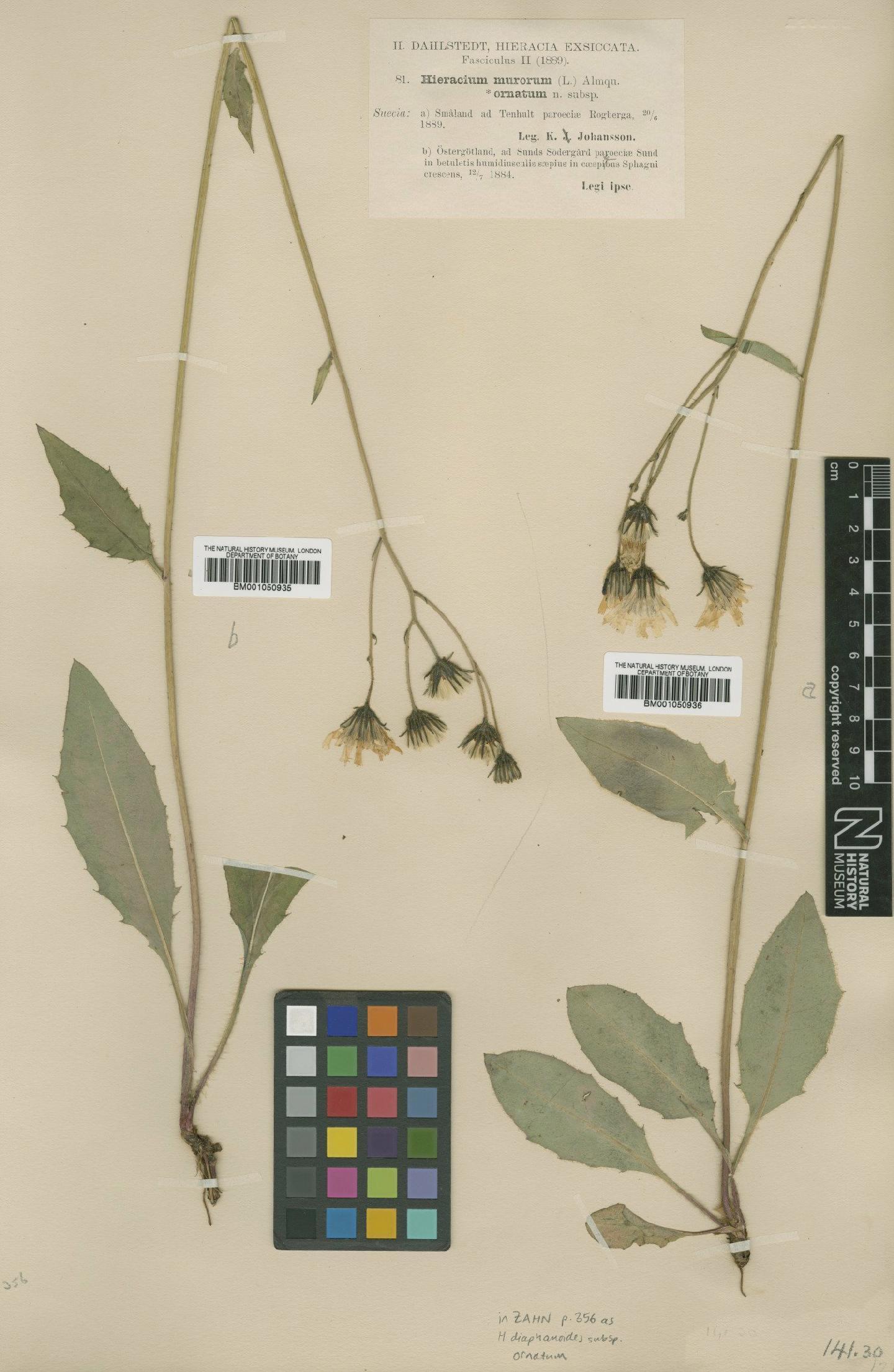 To NHMUK collection (Hieracium diaphanoides subsp. ornatum (Dahlst.) Zahn; TYPE; NHMUK:ecatalogue:2413472)