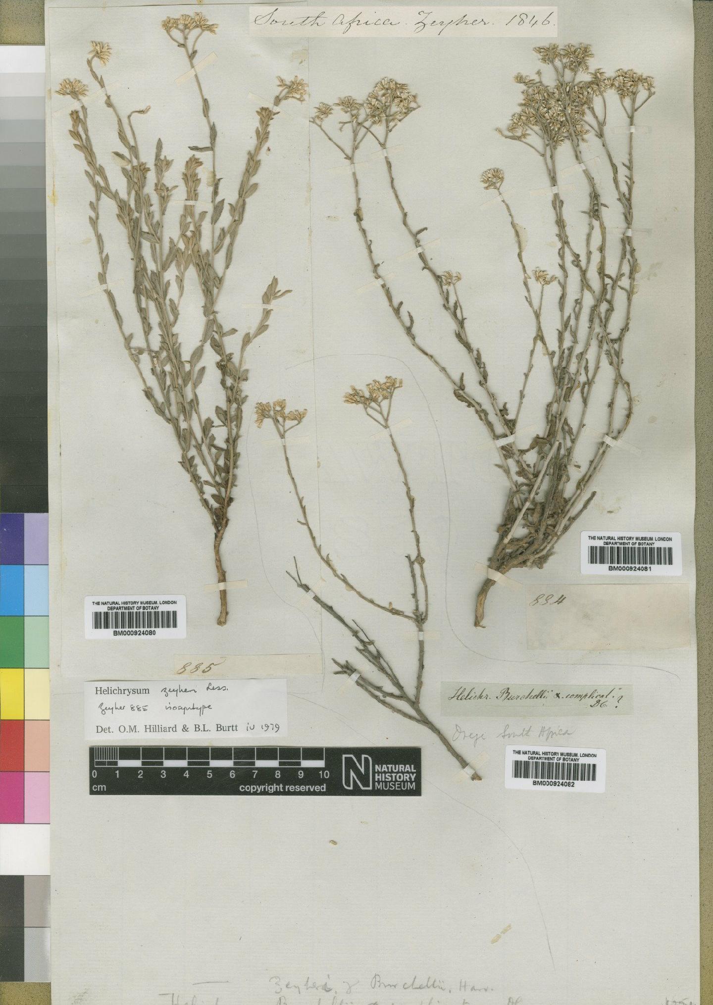 To NHMUK collection (Helichrysum zeyheri Less; TYPE; NHMUK:ecatalogue:4529110)