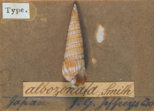 Terebra albozonata E. A. Smith, 1875 - 1873.8.6.9