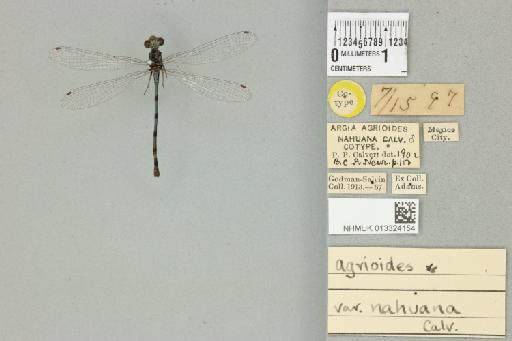 Argia nahuana Calvert, 1902 - 013324154_dorsal