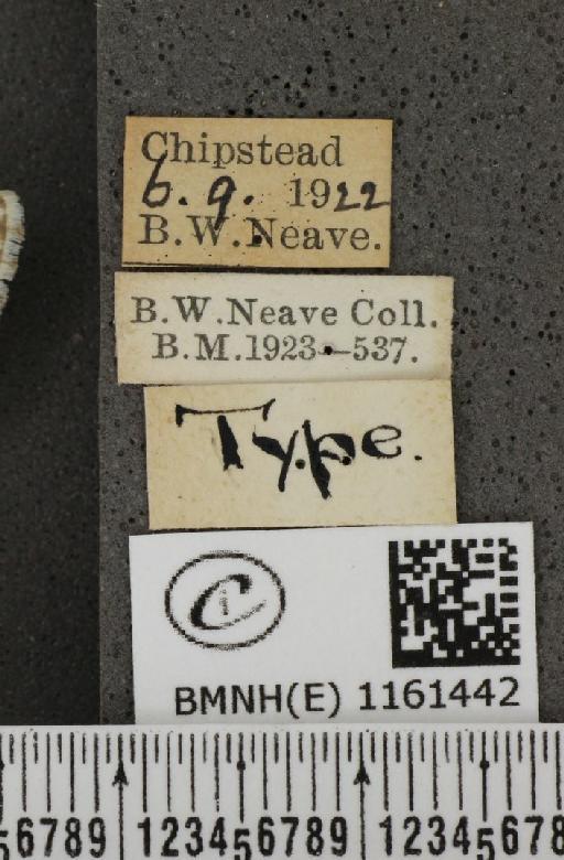 Lysandra coridon (Poda, 1761) - BMNHE_1161442_label_117084