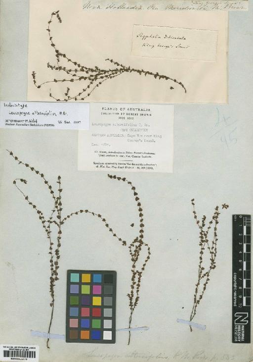 Leucopogon alternifolius R.Br. - BM000929070