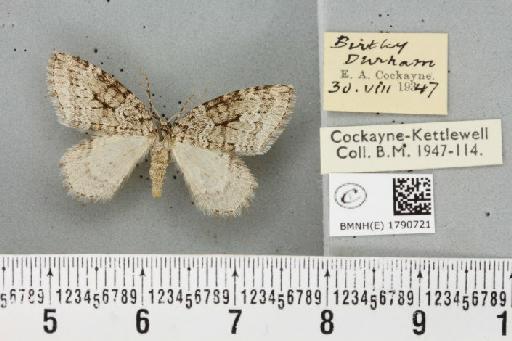 Epirrita autumnata ab. approximaria Weaver, 1852 - BMNHE_1790721_360817