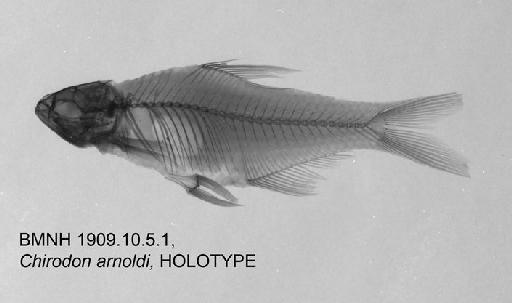 Chirodon arnoldi Boulenger, 1909 - BMNH 1909.10.5.1, HOLOTYPE, Chirodon arnoldi