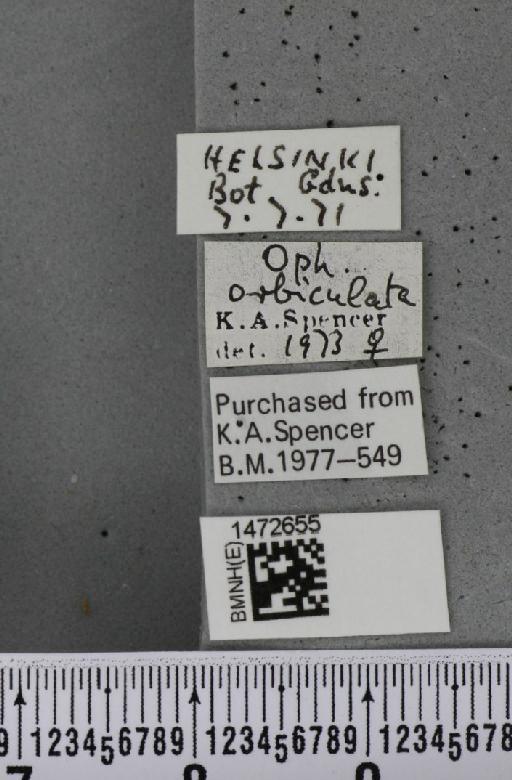 Ophiomyia orbiculata (Hendel, 1931) - BMNHE_1472655_label_60405