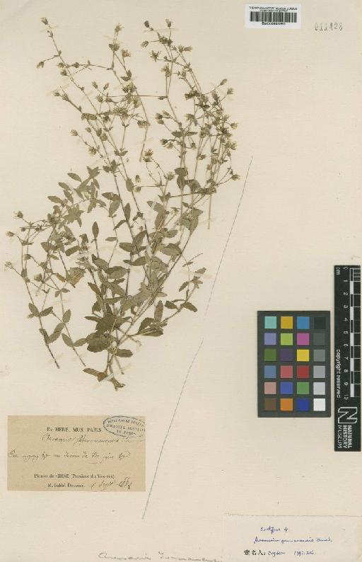 Arenaria yunnanensis Franch. - BM000946351