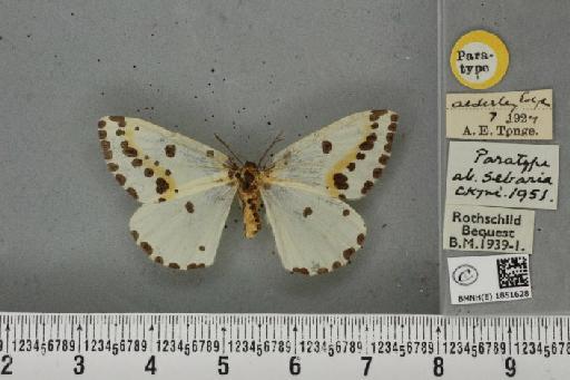 Abraxas grossulariata ab. sebaria Cockayne, 1951 - BMNHE_1851628_415091