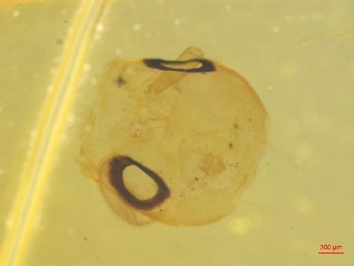 Galerucinae Latreille, 1802 - 010131554___8