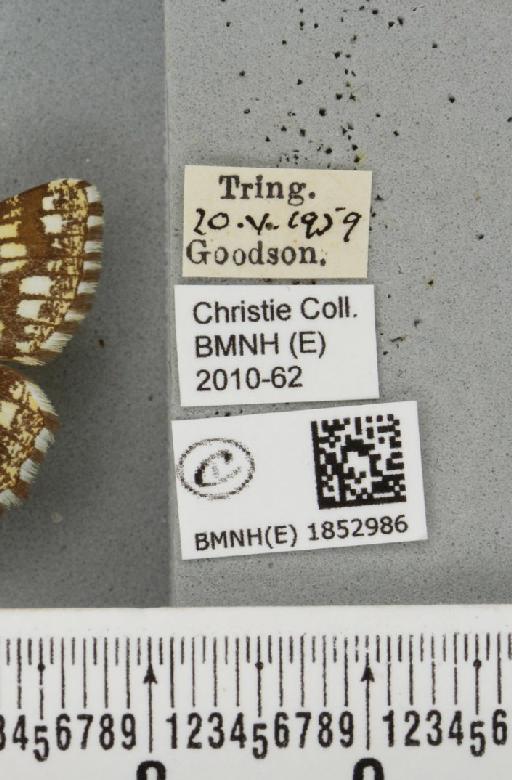 Chiasmia clathrata clathrata (Linnaeus, 1758) - BMNHE_1852986_label_424619