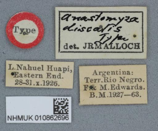 Anastomyza discalis Malloch, 1933 - 010862696 Anastomyza discalis holotype male labels