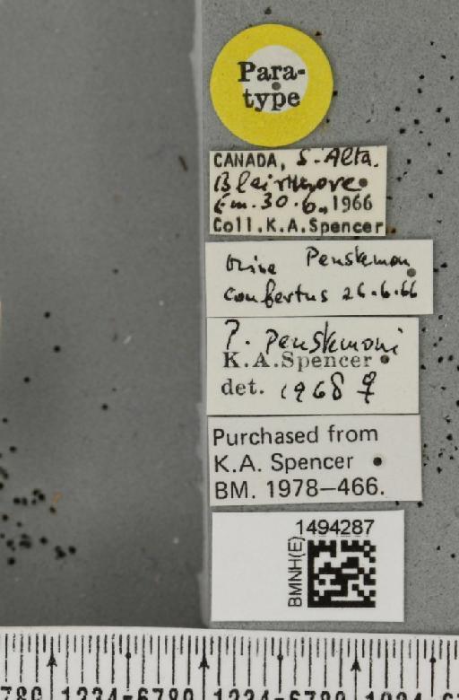 Phytomyza penstemonis Spencer, 1969 - BMNHE_1494287_label_54976