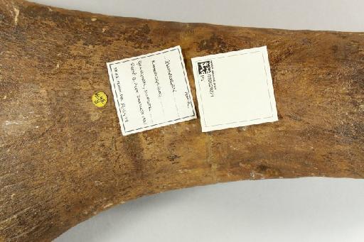 Pliosaurus Owen, 1841 - 010029271_L010221785_(1)