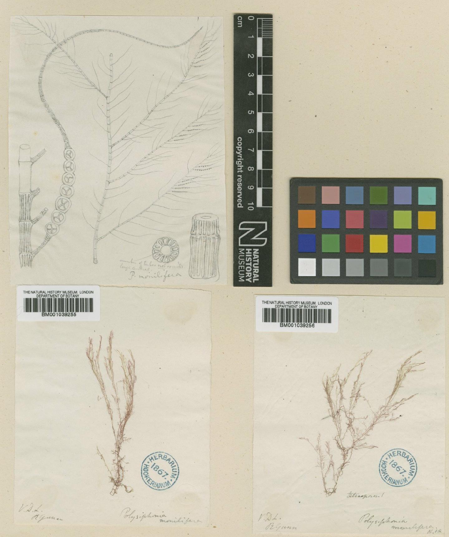 To NHMUK collection (Herposiphonia monilifera (Hook.f. & Harv.) Falkenb.; Syntype; NHMUK:ecatalogue:710694)