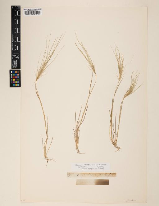 Elymus caput-medusae L. - 000013924