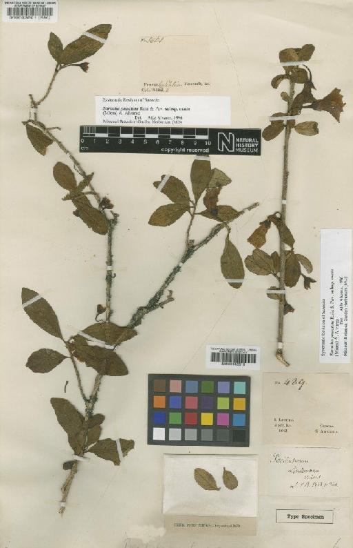 Saracha punctata subsp. ovata (Miers) Alvarez - BM000992216