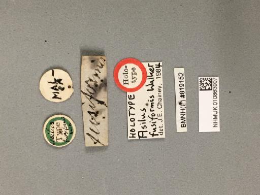 Promachus fusiformis (Walker, 1856) - 010863907_Asilus_fusiformis_Walker_HOLOTYPE_LABEL-FRONT