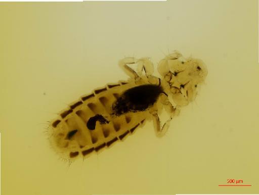 Clayia mjobergi Cummings, 1914 - 010653423__2017_07_19-Scene-1-ScanRegion0