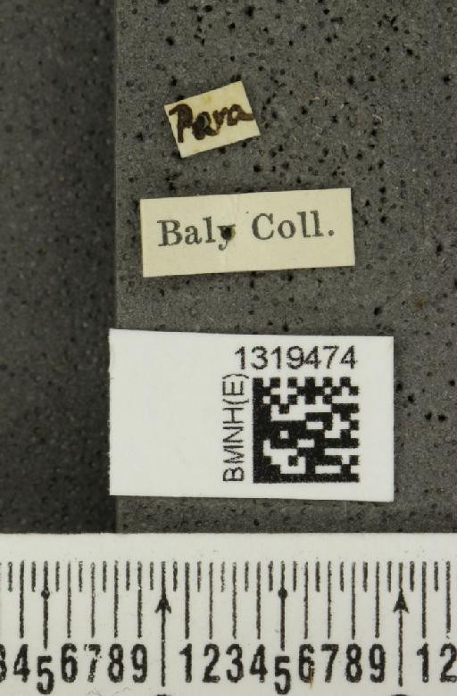 Epitrix cyanella Baly, 1876 - BMNHE_1319474_label_25148