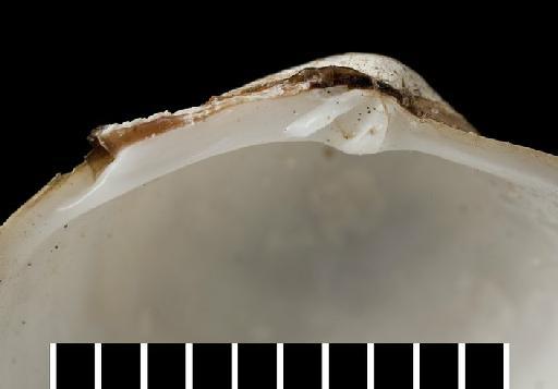Lucina leucophaeota subterclass Euheterodonta Reeve, 1850 - 196383-3 (e)