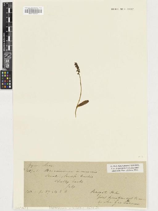 Herminium monorchis (L.) R.Br. - BM001003106