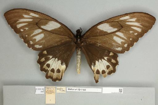 Ornithoptera priamus poseidon Doubleday, 1847 - 013603971__