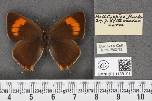 Thecla betulae (Linnaeus, 1758) - BMNHE_1139101_95578
