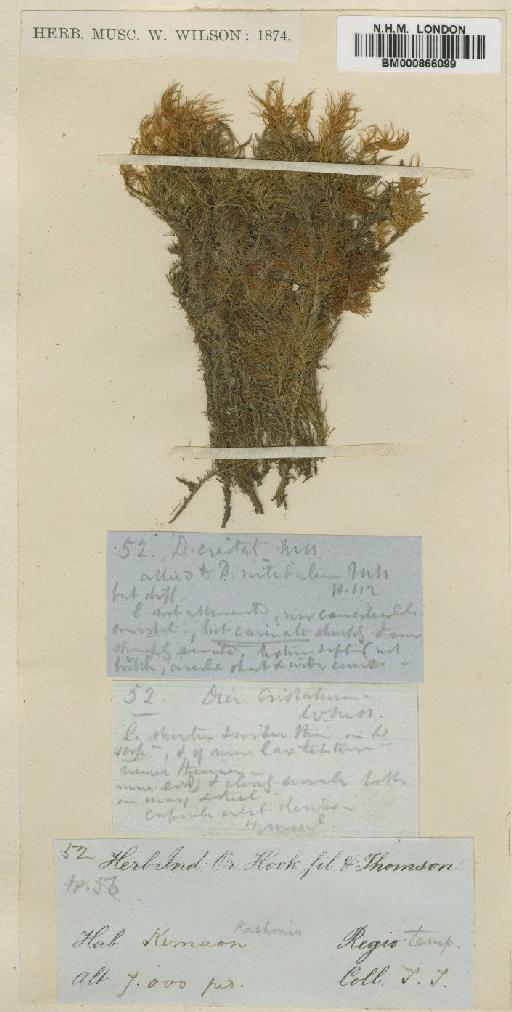 Dicranum lorifolium Mitt. - BM000866099