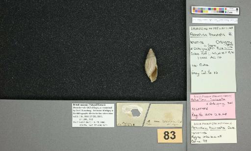 Achatina truncata A.D.Orb., 1841 - 015289634_1854.10.4.48_7087803_295552.jpg