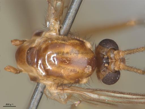 Macrocera propleuralis Edwards, 1941 - Macrocera_propleuralis-HT_BMNH236642-thorax_d.jpg