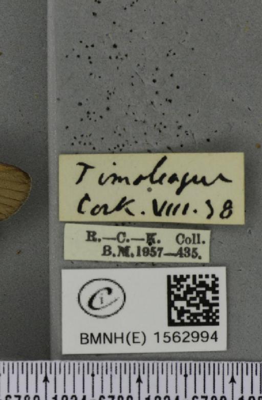 Lithosia quadra (Linnaeus, 1758) - BMNHE_1562994_label_285443