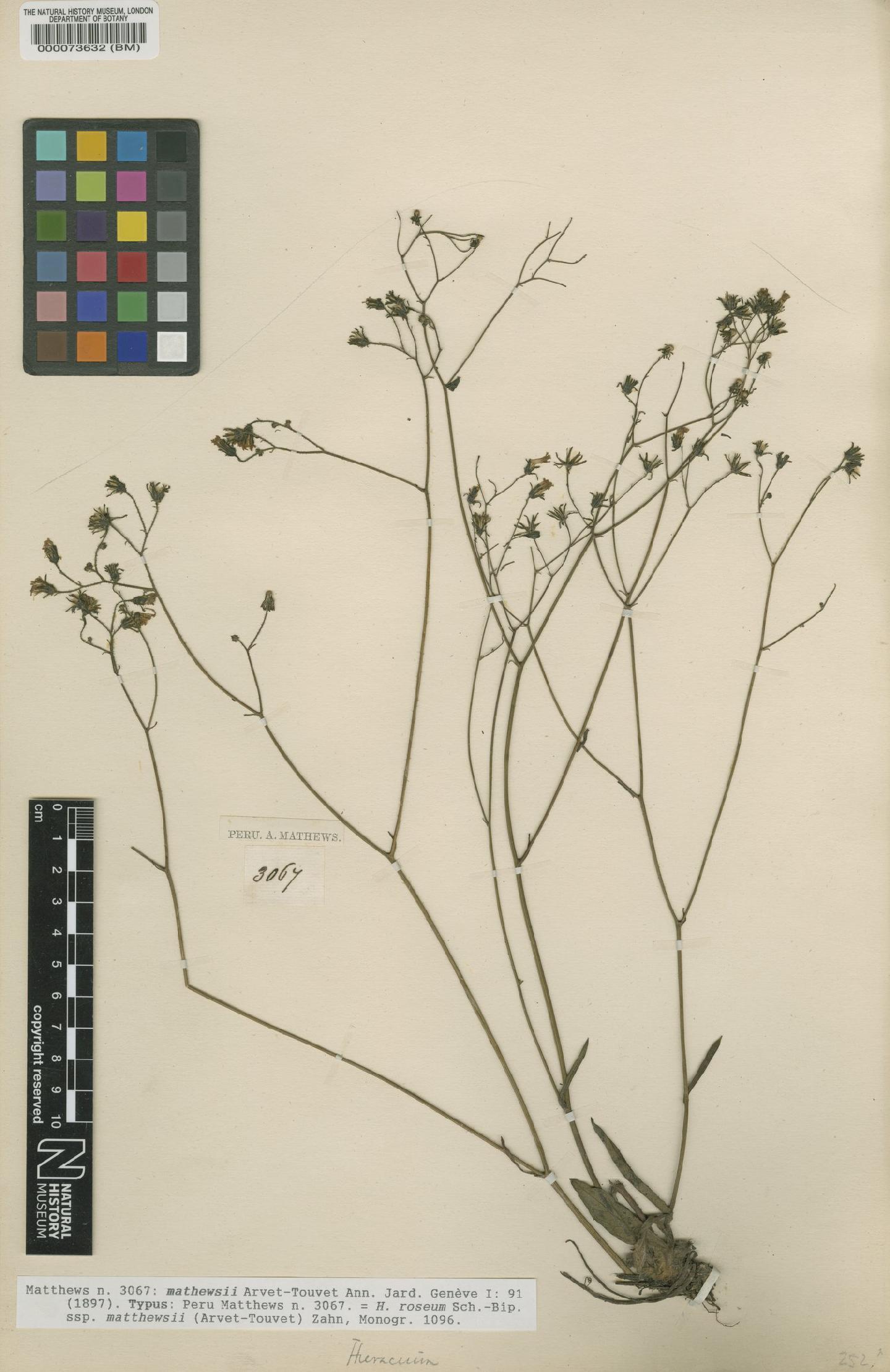 To NHMUK collection (Hieracium mathewsii Arv.-Touv.; Type; NHMUK:ecatalogue:5606037)