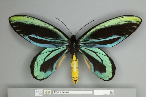 Ornithoptera alexandrae Rothschild, 1907 - 013602453__