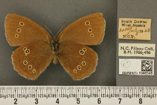 Aphantopus hyperantus (Linnaeus, 1758) - BMNHE_1046346_24555