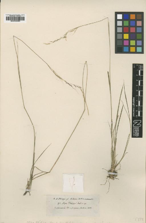 Stipa philippii Steud. - BM000938480