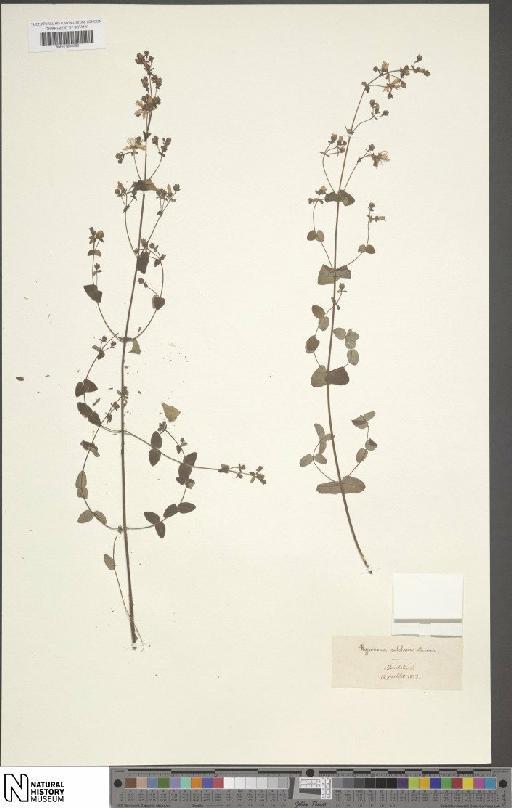 Hypericum pulchrum L. - BM001200383