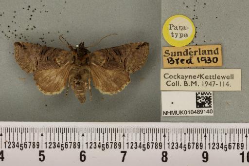 Abrostola tripartita ab. plumbea Cockayne, 1947 - NHMUK_010489140_552030