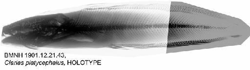 Clarias platycephalus Boulenger, 1902 - BMNH 1901.12.21.43, Clarias platycephalus, HOLOTYPE, Radiograph