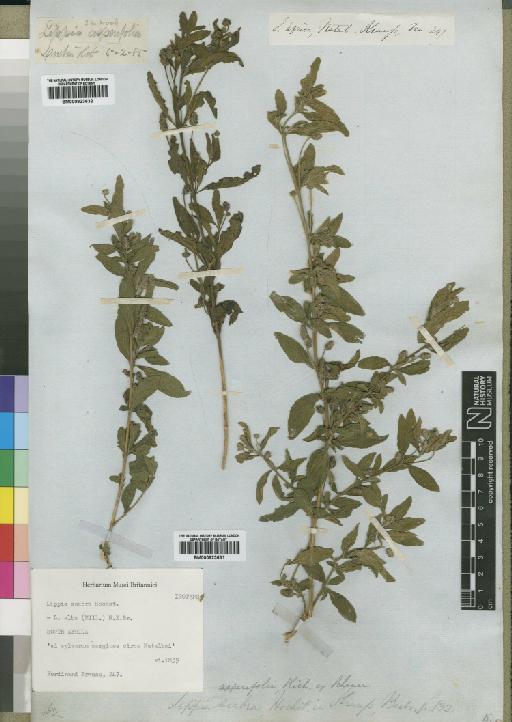 Lippia asperifolia Rich. - BM000923631