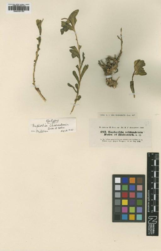 Euphorbia cheiradenia Boiss. & Hohen. - BM000951550