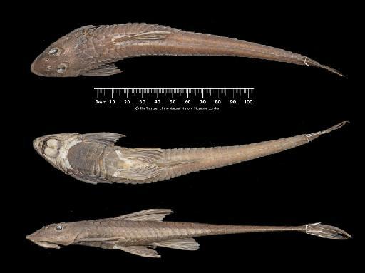 Loricariichthys acutus (Valenciennes in Cuvier & Valenciennes, 1840) - BMNH 1929.7.29.24, Loricariichthys acutus