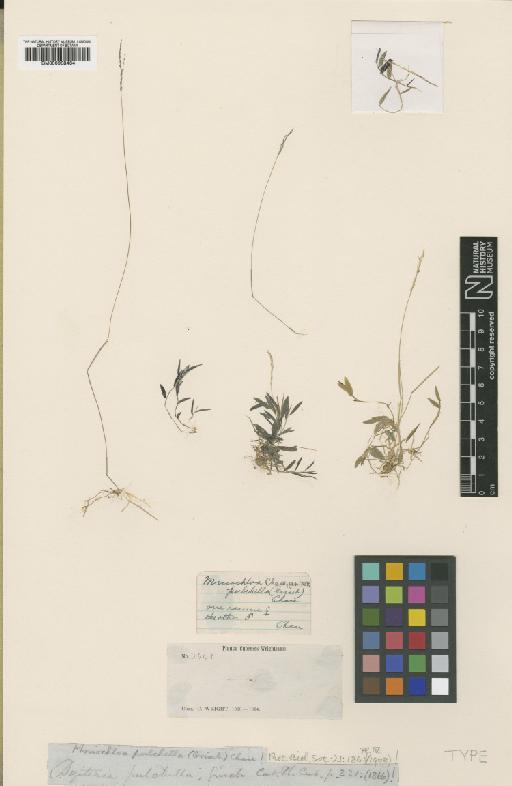 Mniochloa pulchella (Griseb.) Chase - BM000938464