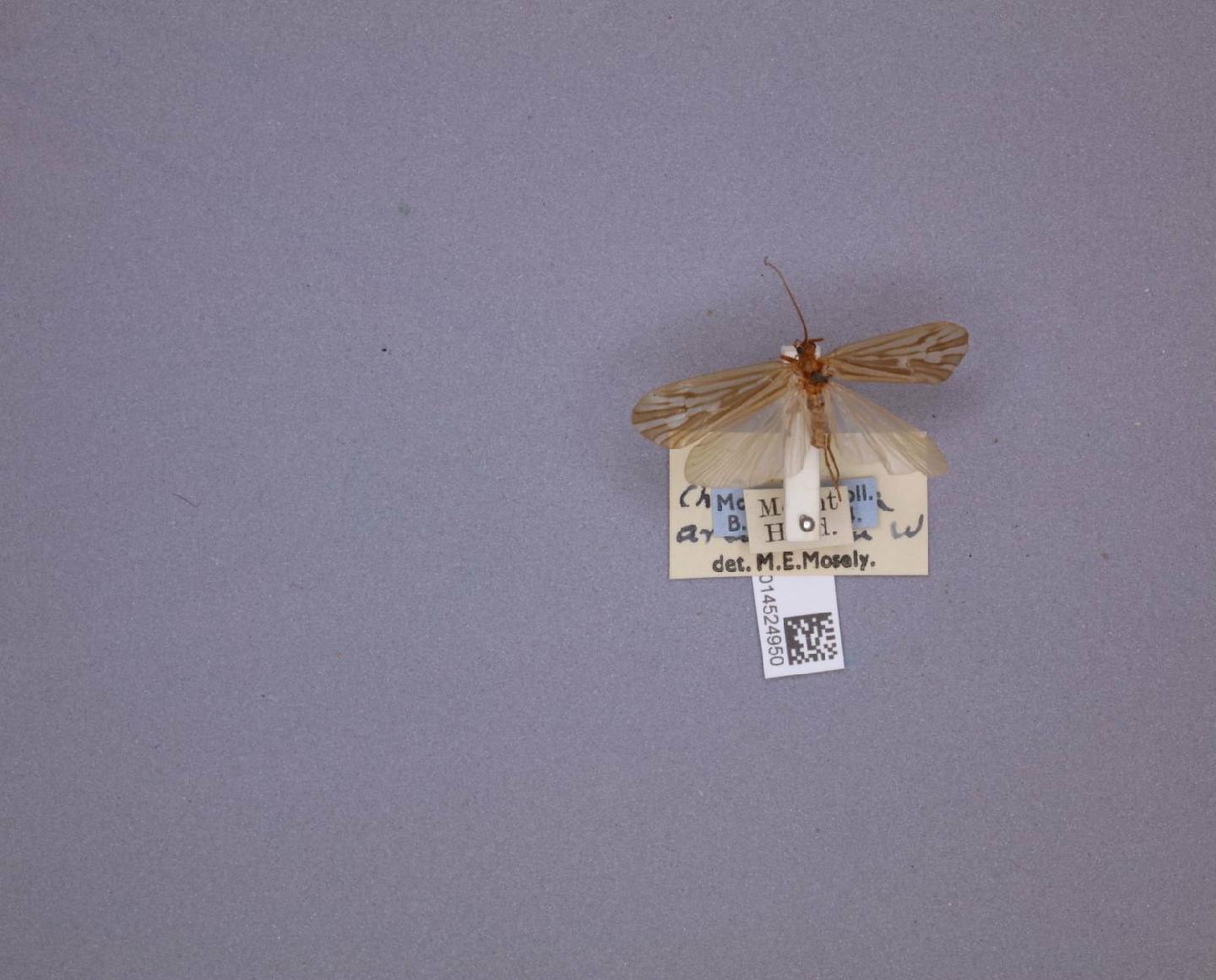 Chilostigmodes areolatus