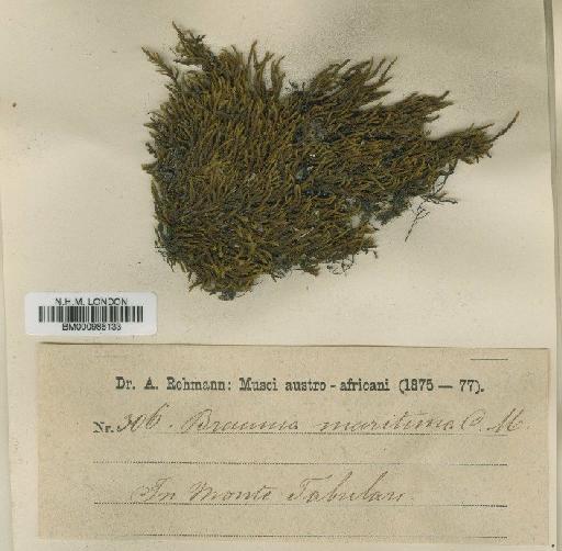 Hedwigidium integrifolium (P.Beauv.) Dixon - BM000986133