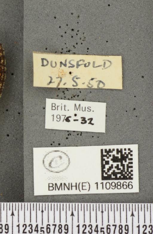 Euphydryas aurinia (Rottemburg, 1775) - BMNHE_1109866_label_51429